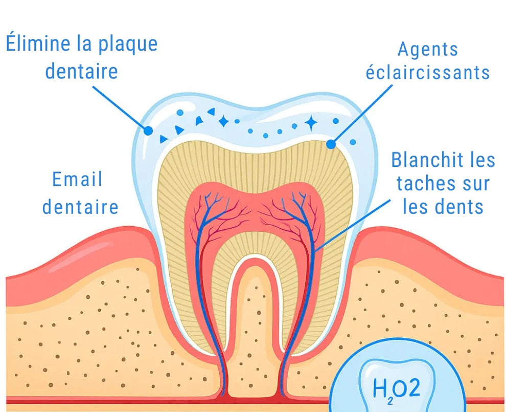 Stylo Blanchissant Dentaire – Résultats Visibles Partout